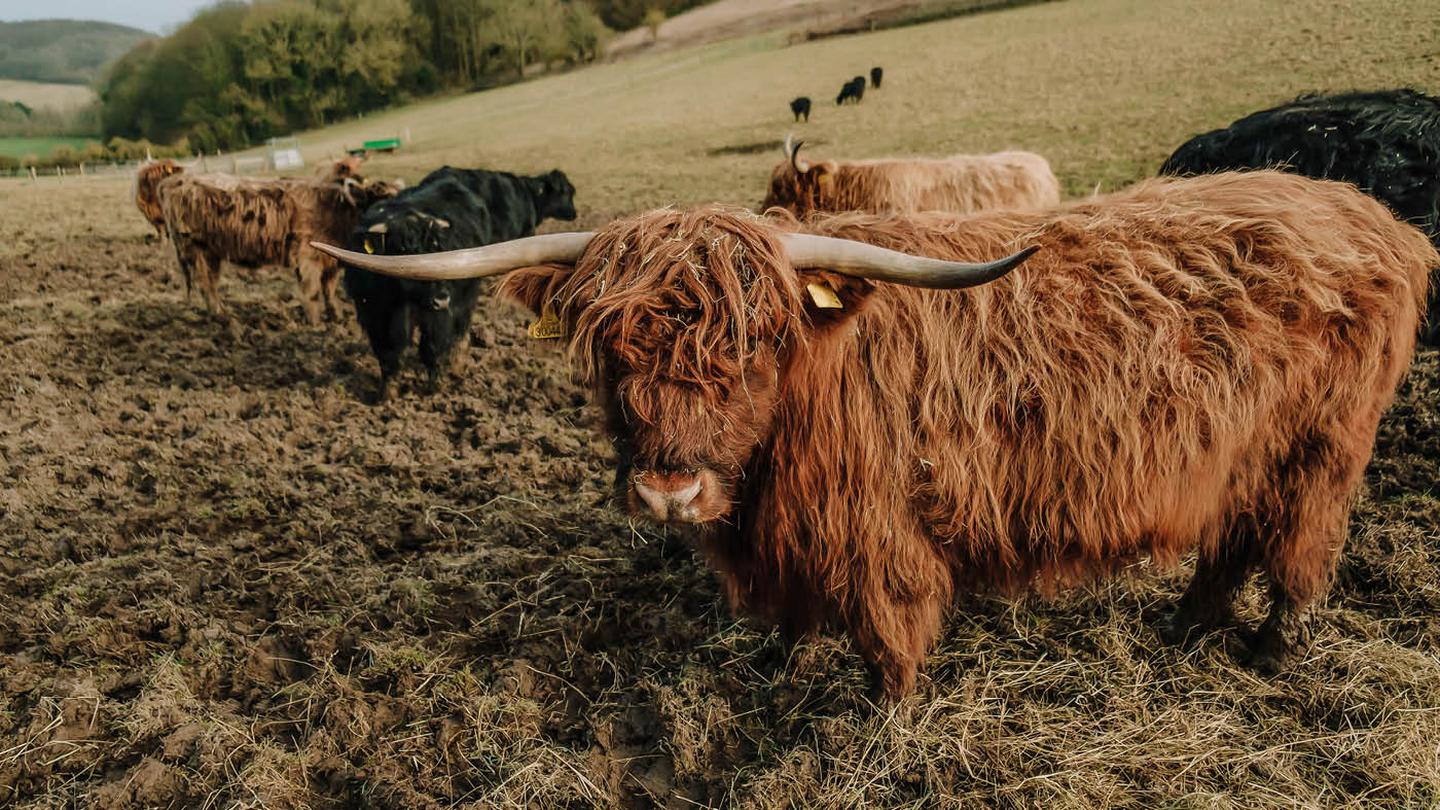 A rather hairy cow who lives on The Garlic Farm